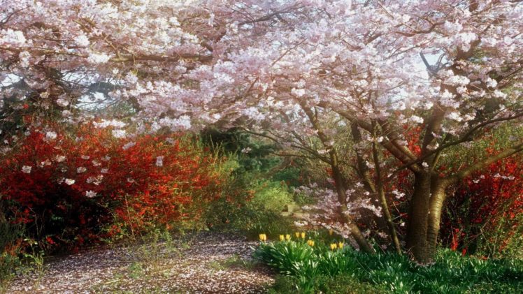 tree, Beauty, Nature, Beautiful, Flower, Pink, Sakura HD Wallpaper Desktop Background