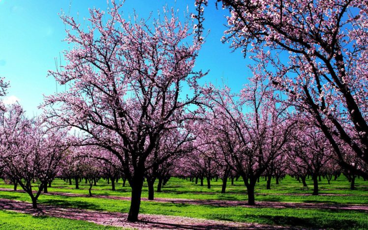 tree, Beauty, Nature, Beautiful, Flower, Pink, Sakura, Sun, Sky HD Wallpaper Desktop Background