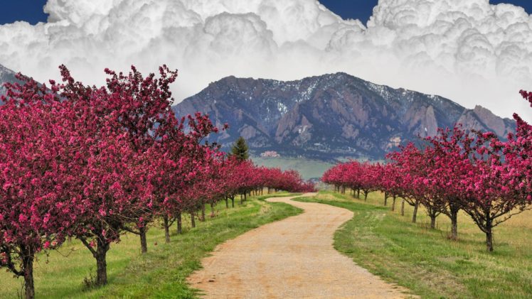 tree, Beauty, Nature, Beautiful, Flower, Pink, Sakura, Mountain, Sky, Clouds HD Wallpaper Desktop Background