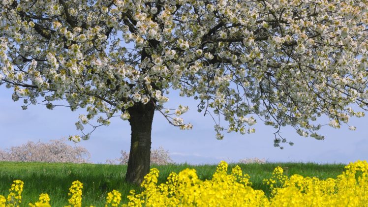 tree, Beauty, Nature, Beautiful, Flower, Sky, Sakura HD Wallpaper Desktop Background