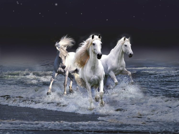 cute, Animal, Beauty, Horse, Beautiful, Sea HD Wallpaper Desktop Background