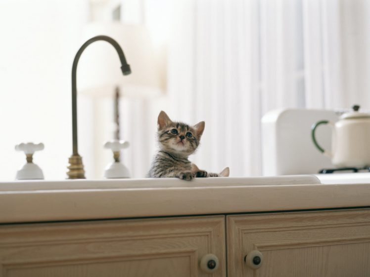 cute, Animal, Beauty, Cat, Baby HD Wallpaper Desktop Background