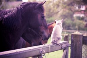 cute, Animal, Beauty, Cat, Horse