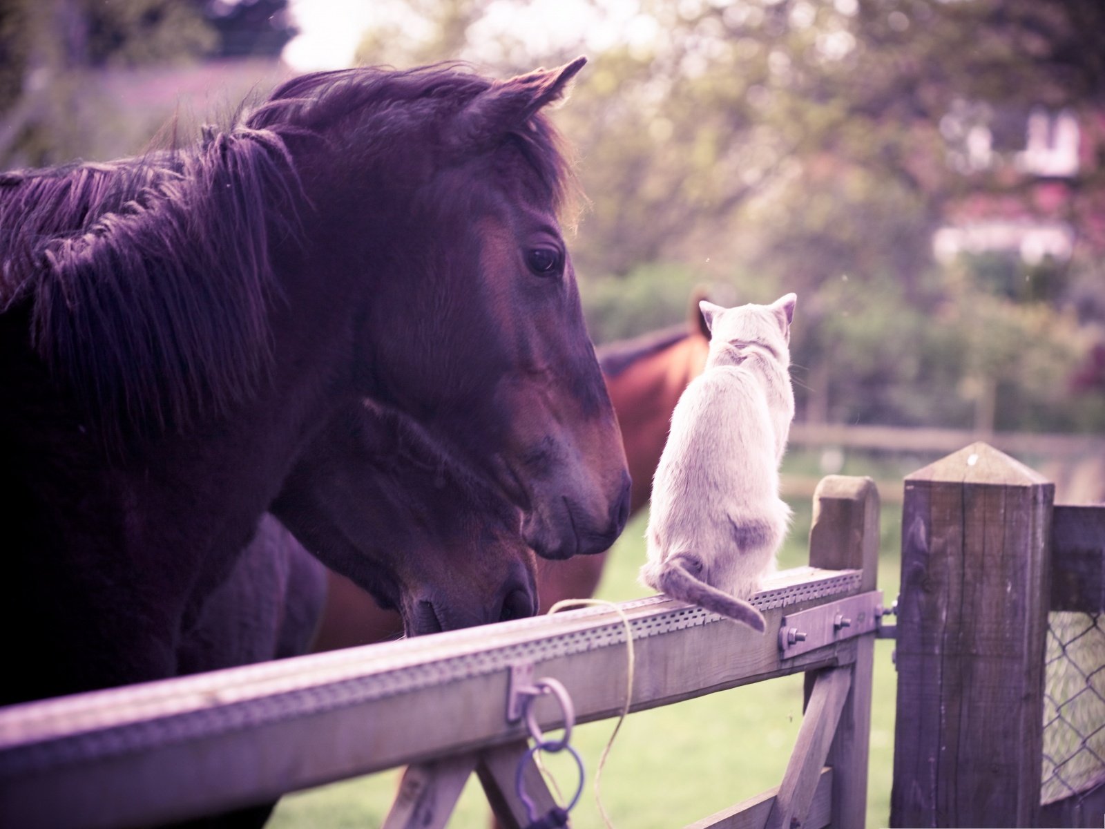 cute, Animal, Beauty, Cat, Horse Wallpaper