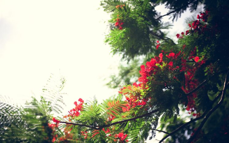 red, Summer, Beauty, Beautiful, Tree, Nature HD Wallpaper Desktop Background