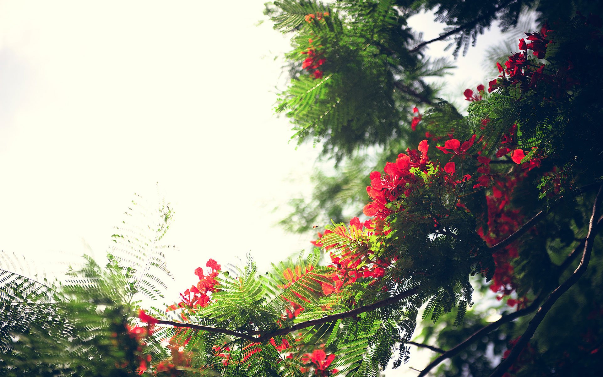 red, Summer, Beauty, Beautiful, Tree, Nature Wallpaper