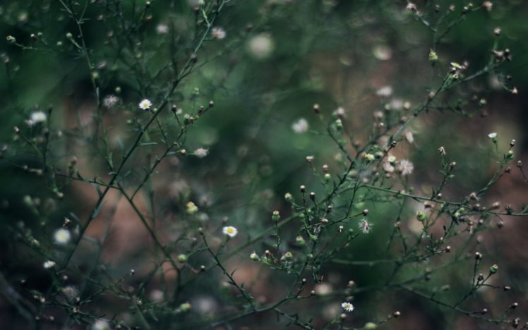 flower, Beauty, Beautiful, Nature HD Wallpaper Desktop Background