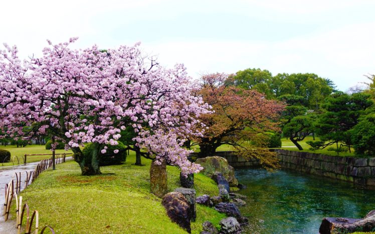 garden, Flower, Water, Beauty, Beautiful, Tree, Nature HD Wallpaper Desktop Background