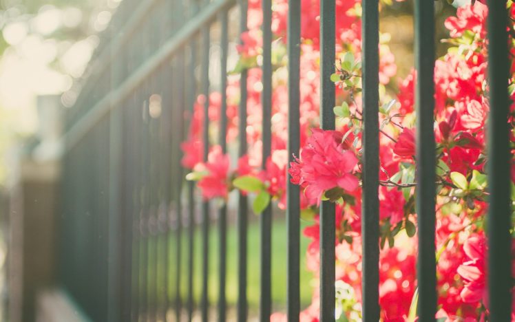 garden, Flower, Summer, Beauty, Beautiful, Red, Nature HD Wallpaper Desktop Background