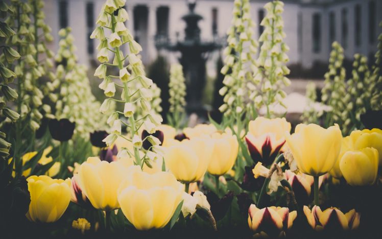 garden, Flower, Summer, Beauty, Beautiful, Nature, Landscape HD Wallpaper Desktop Background