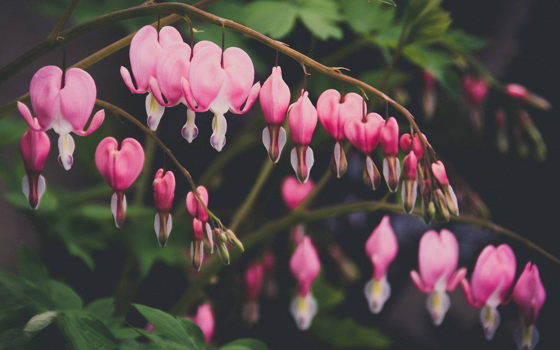 flower, Pink, Beauty, Beautiful, Tree, Nature Wallpaper