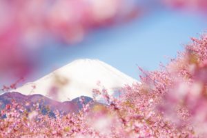 sky, Sakura, Beauty, Beautiful, Tree, Nature, Landscape, Mountain