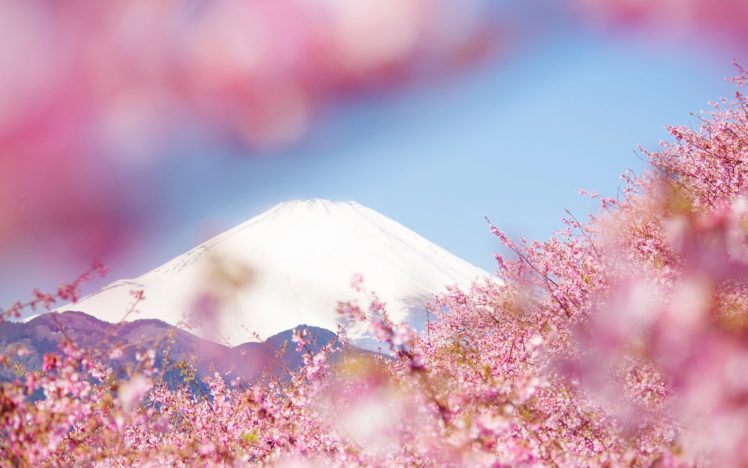 sky, Sakura, Beauty, Beautiful, Tree, Nature, Landscape, Mountain HD Wallpaper Desktop Background