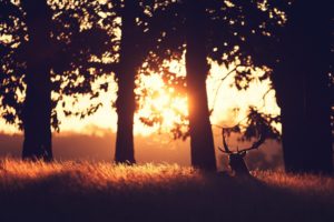 sunset, Summer, Beauty, Beautiful, Tree, Animal, Deer, Forest, Nature, Landscape