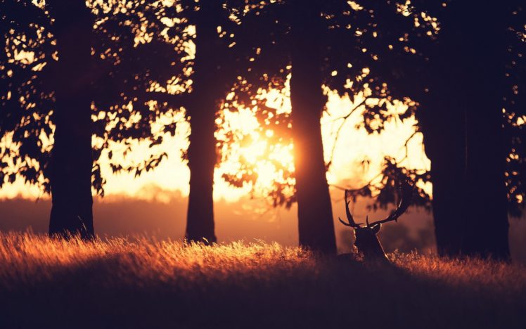 sunset, Summer, Beauty, Beautiful, Tree, Animal, Deer, Forest, Nature, Landscape HD Wallpaper Desktop Background