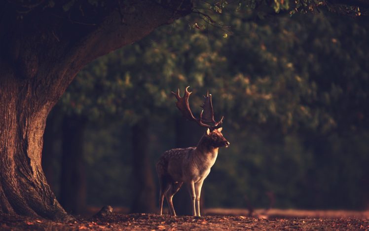 sunset, Summer, Beauty, Beautiful, Tree, Animal, Deer, Forest, Nature, Landscape HD Wallpaper Desktop Background