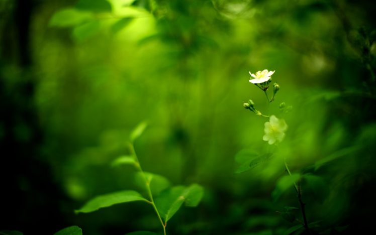 forest, Green, Grass, Flower, Nature, Beauty HD Wallpaper Desktop Background