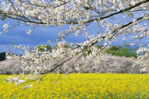 spring, Sakura, Flower, Tree, Sky, Beautiful, Landscape
