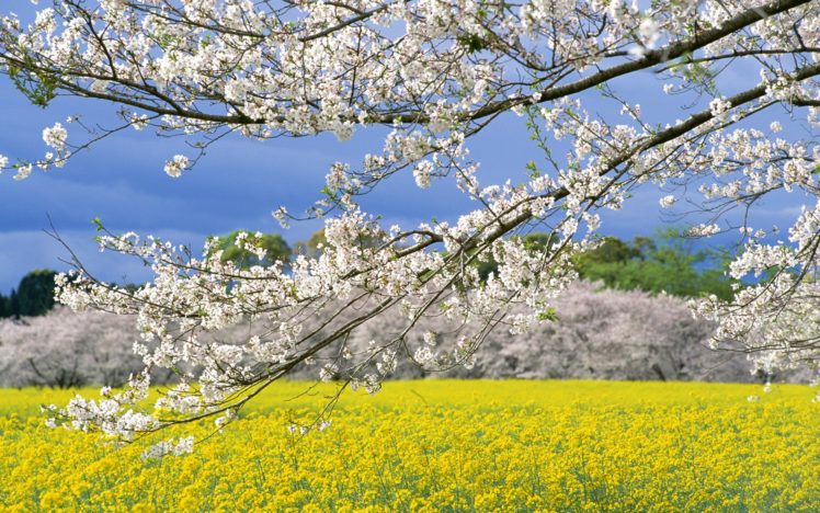 spring, Sakura, Flower, Tree, Sky, Beautiful, Landscape HD Wallpaper Desktop Background