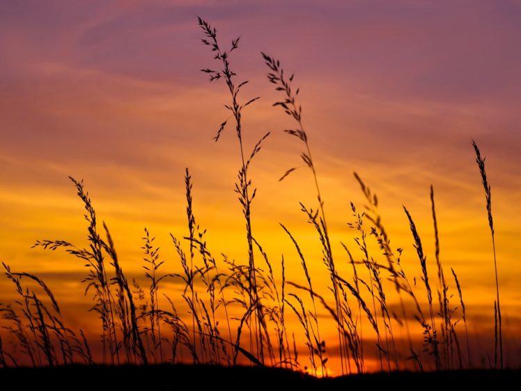sunset, Sky, Beauty, Reeds, Red, Clouds, Summer HD Wallpaper Desktop Background