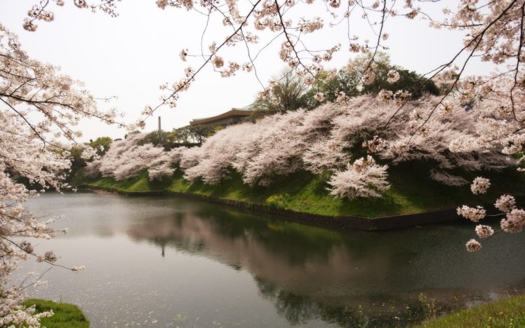 sakura, Japan, Tree, Beautiful, River, Water, Garden HD Wallpaper Desktop Background