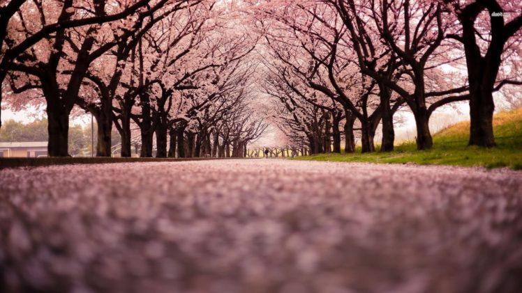 wooded, Path, Pink, Beauty, Beautiful, Nature, Park, Tree HD Wallpaper Desktop Background