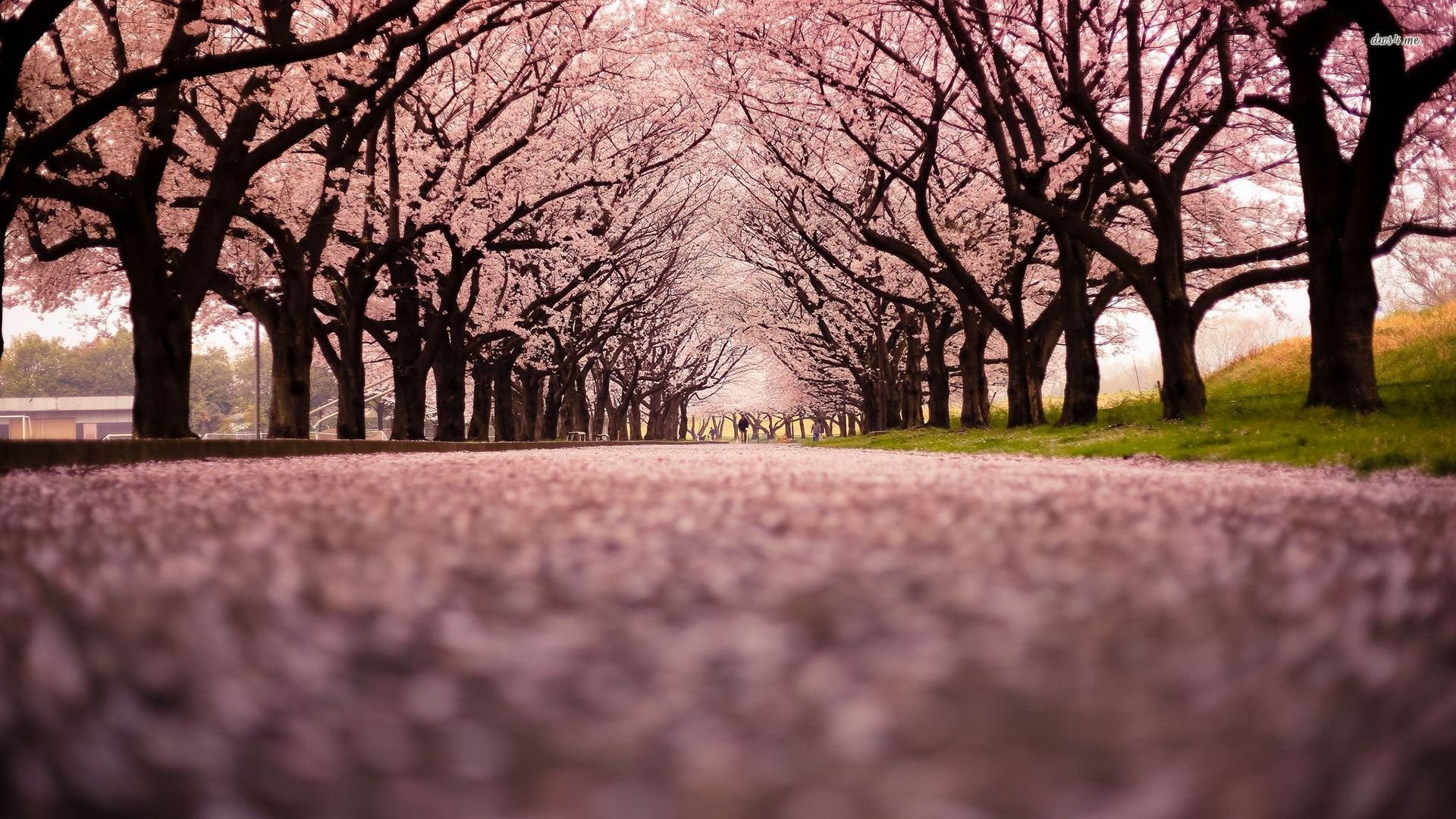 wooded, Path, Pink, Beauty, Beautiful, Nature, Park, Tree Wallpaper