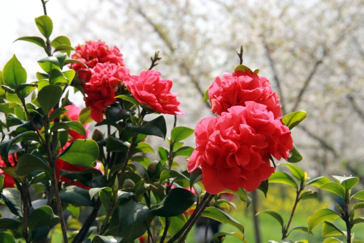 rose, Red, Flower, Beauty, Nature HD Wallpaper Desktop Background