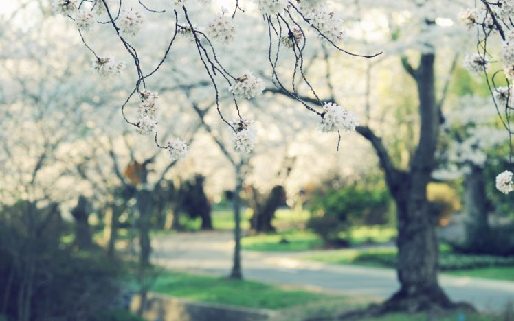 trees, Beauty, Park, Flower HD Wallpaper Desktop Background