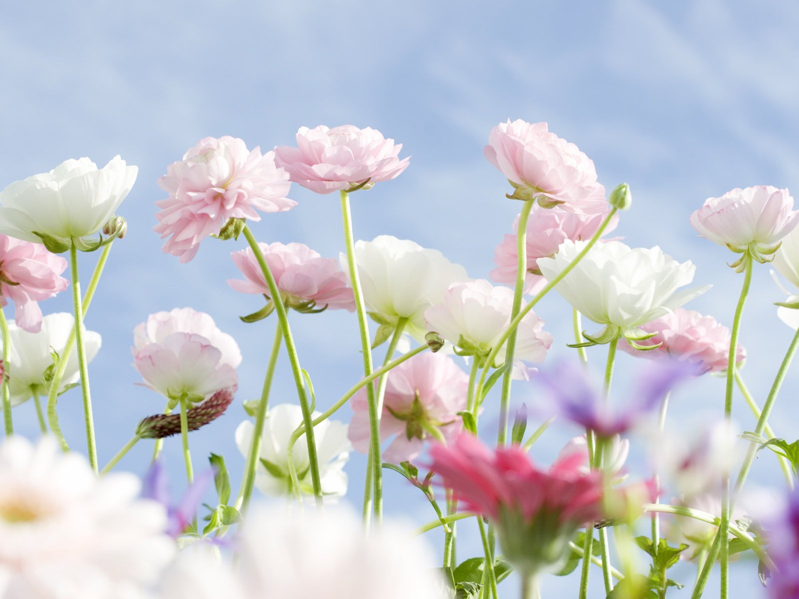 pink, Flower, Nature, Beauty, Beautiful Wallpapers HD / Desktop and ...