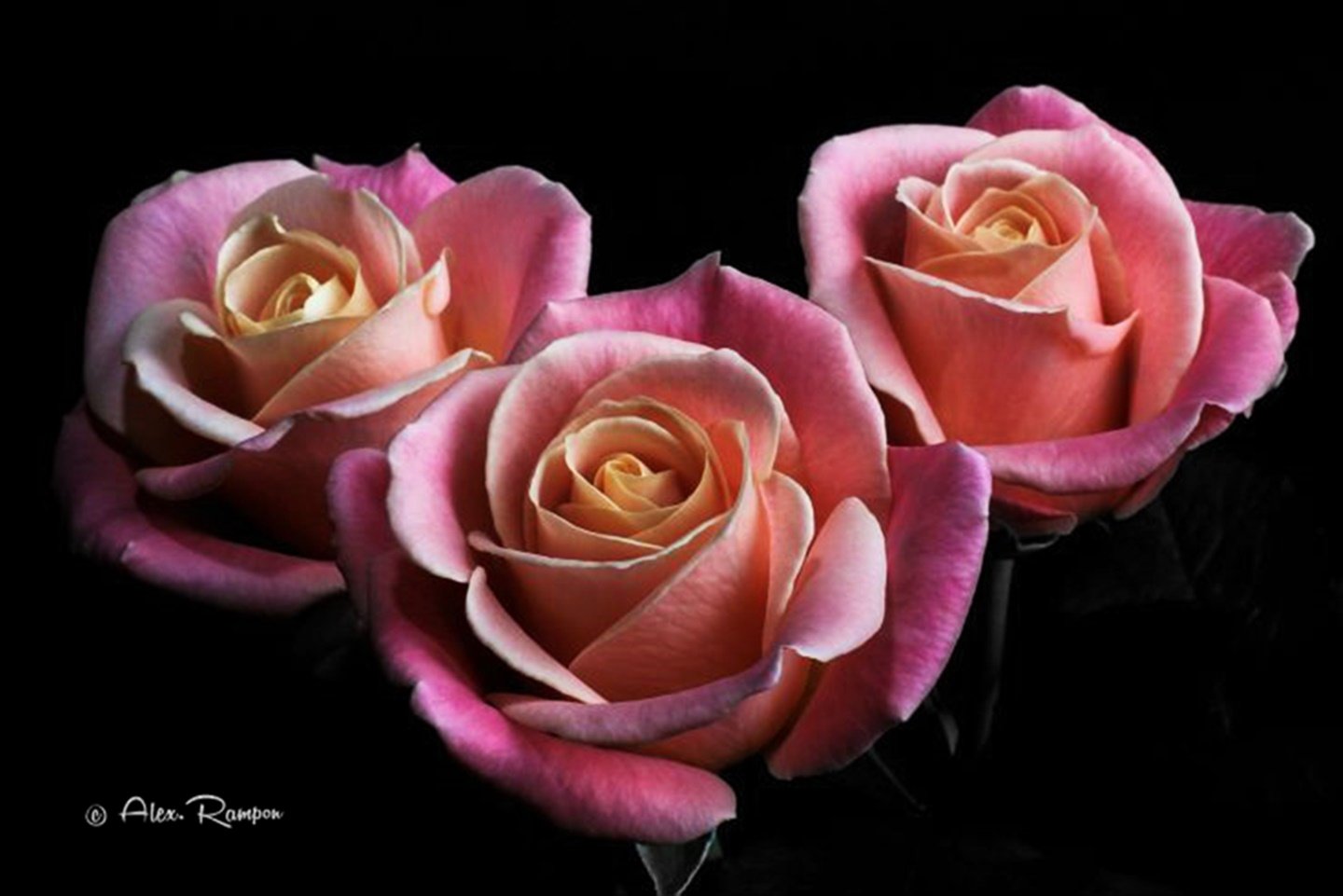 roses, Color, Splas Wallpaper