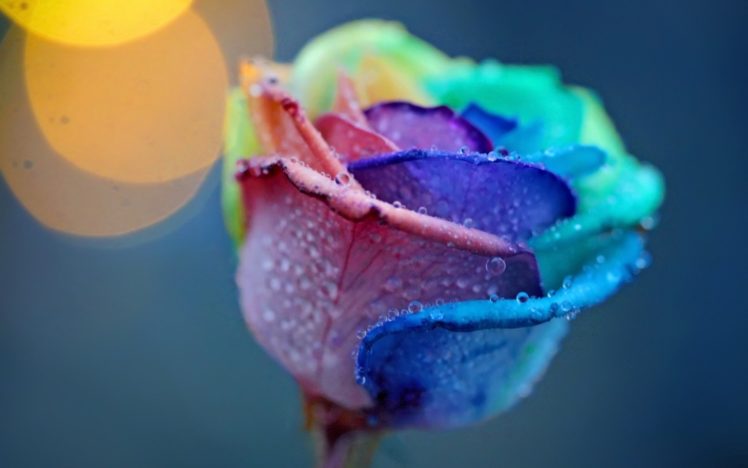 beautiful, Roses, With, Selective, Colors HD Wallpaper Desktop Background