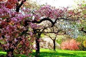 colors, Of, Spring, Tree, Sunshine, Garden, Beauty, Nature