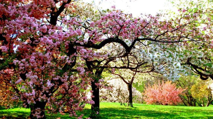 colors, Of, Spring, Tree, Sunshine, Garden, Beauty, Nature HD Wallpaper Desktop Background