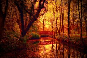 fantastic, Autumn, Colors, On, Bridge, Over, A, Forest, Creek