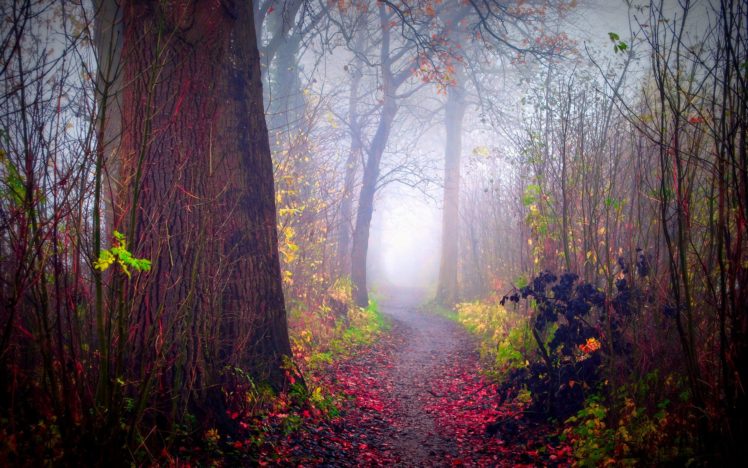 autumn, Colors, Beauty, Forest HD Wallpaper Desktop Background