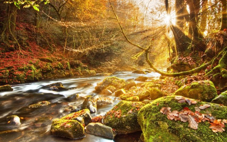 autumn, River, Forest, Beauty, Nature HD Wallpaper Desktop Background