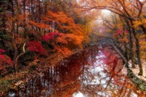 river, Beautiful, Autumn, Forest, Nature, Tree, Beautiful