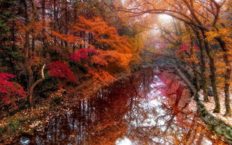 river, Beautiful, Autumn, Forest, Nature, Tree, Beautiful HD Wallpaper Desktop Background
