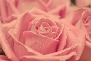 nature, Beauty, Beautiful, Flower, Pink, Rose