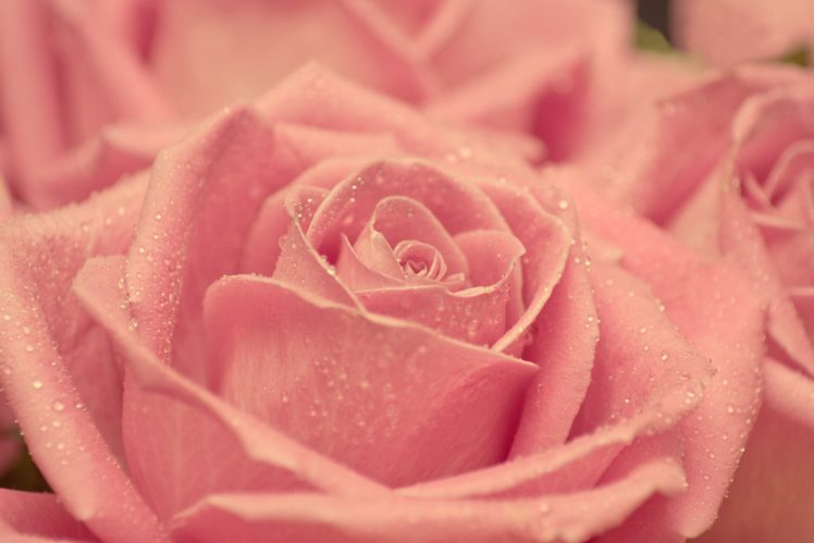 nature, Beauty, Beautiful, Flower, Pink, Rose HD Wallpaper Desktop Background