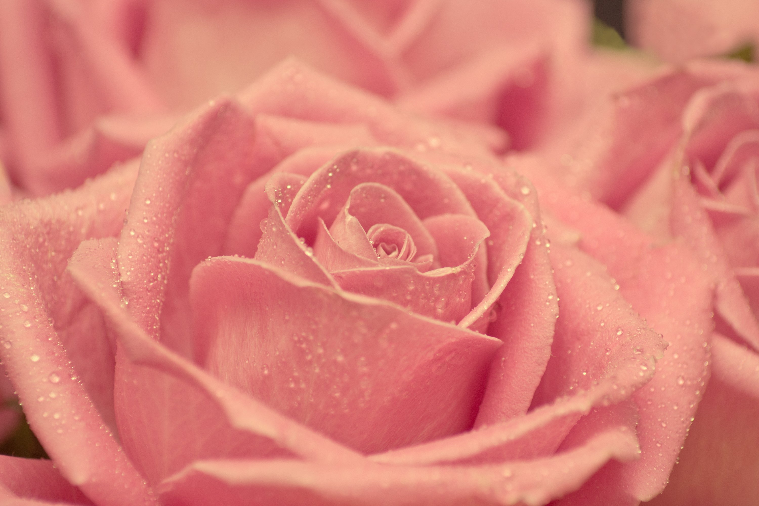nature, Beauty, Beautiful, Flower, Pink, Rose Wallpaper