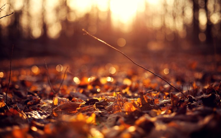 nature, Landscape, Beauty, Beautiful, Leaves, Sunshine, Forest HD Wallpaper Desktop Background