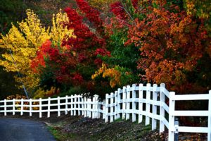 fall, Colors, Nature, Landscape, Beauty, Beautiful, Autumn, Tree