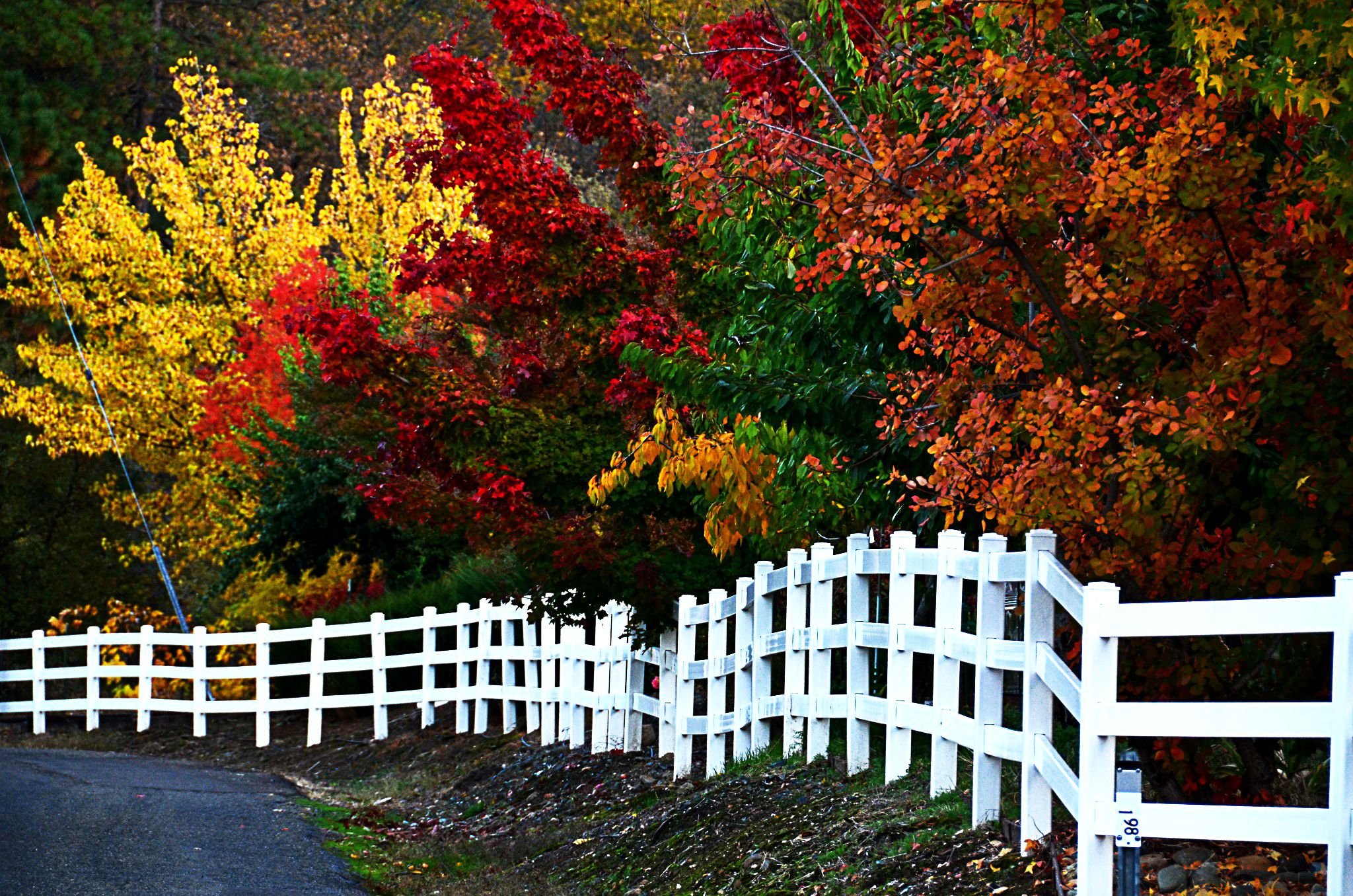Fall Colors Nature Landscape Beauty Beautiful Autumn Tree 