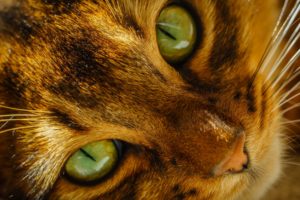 cat, Face, Nose, Whiskers, Eyes, Green