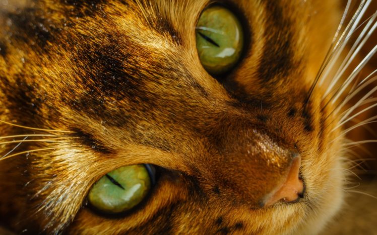 cat, Face, Nose, Whiskers, Eyes, Green HD Wallpaper Desktop Background