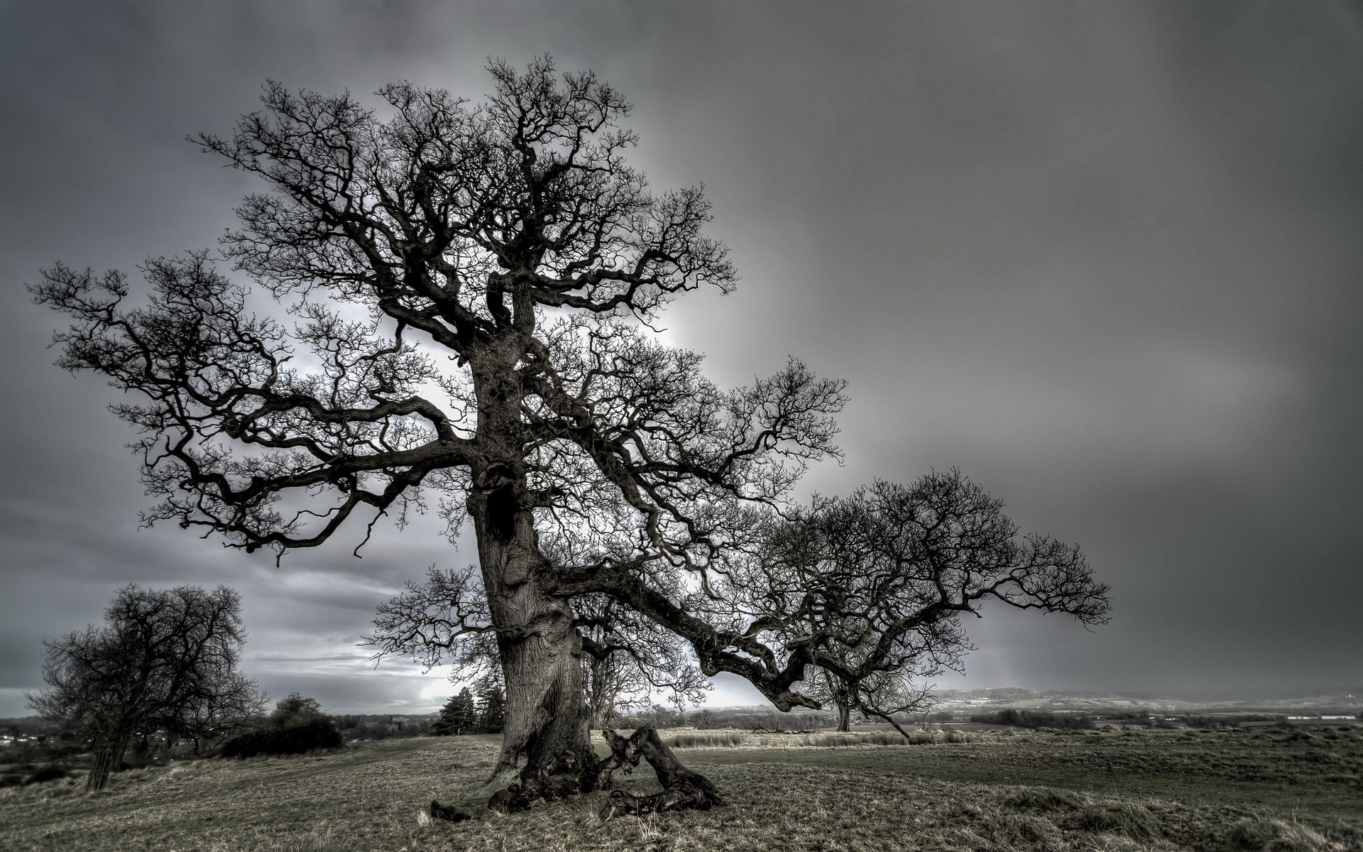field, Trees, Landscapes Wallpaper
