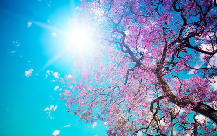 cherry, Blossom , Tree HD Wallpaper Desktop Background