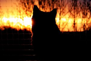 cat, Silhouette, Sunset, Fence, Mood